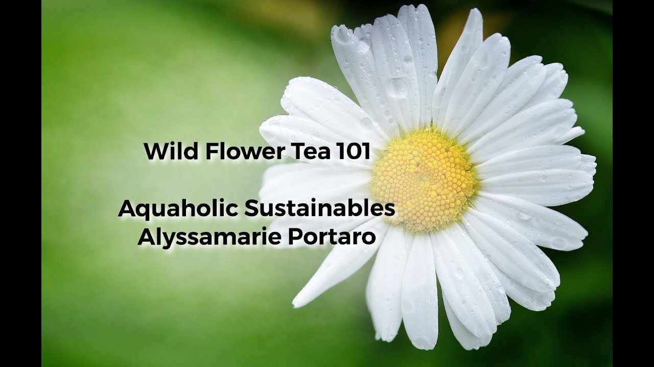 AQUAHOLIC SUSTAINABLES: Medicinal Wild Flower Tea 101