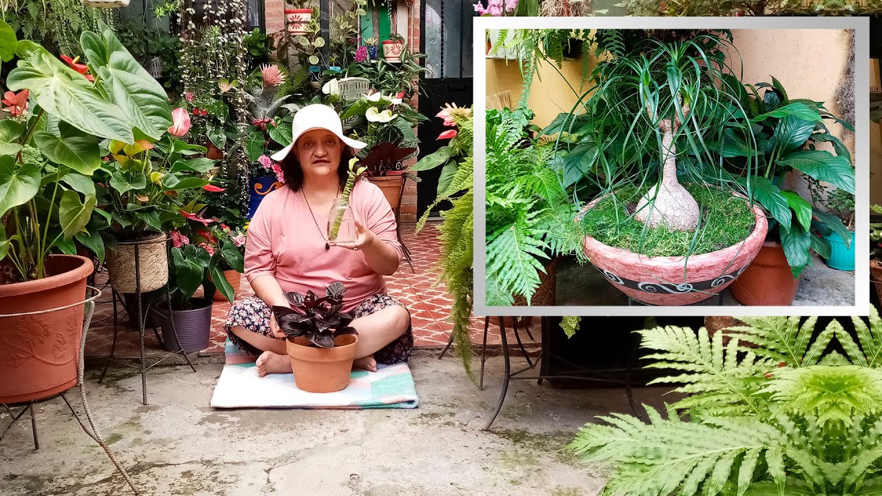 Palo de Brasil en Agua , Pata de Elefante Bonsai?! y Planta Chocolate!! 🍫