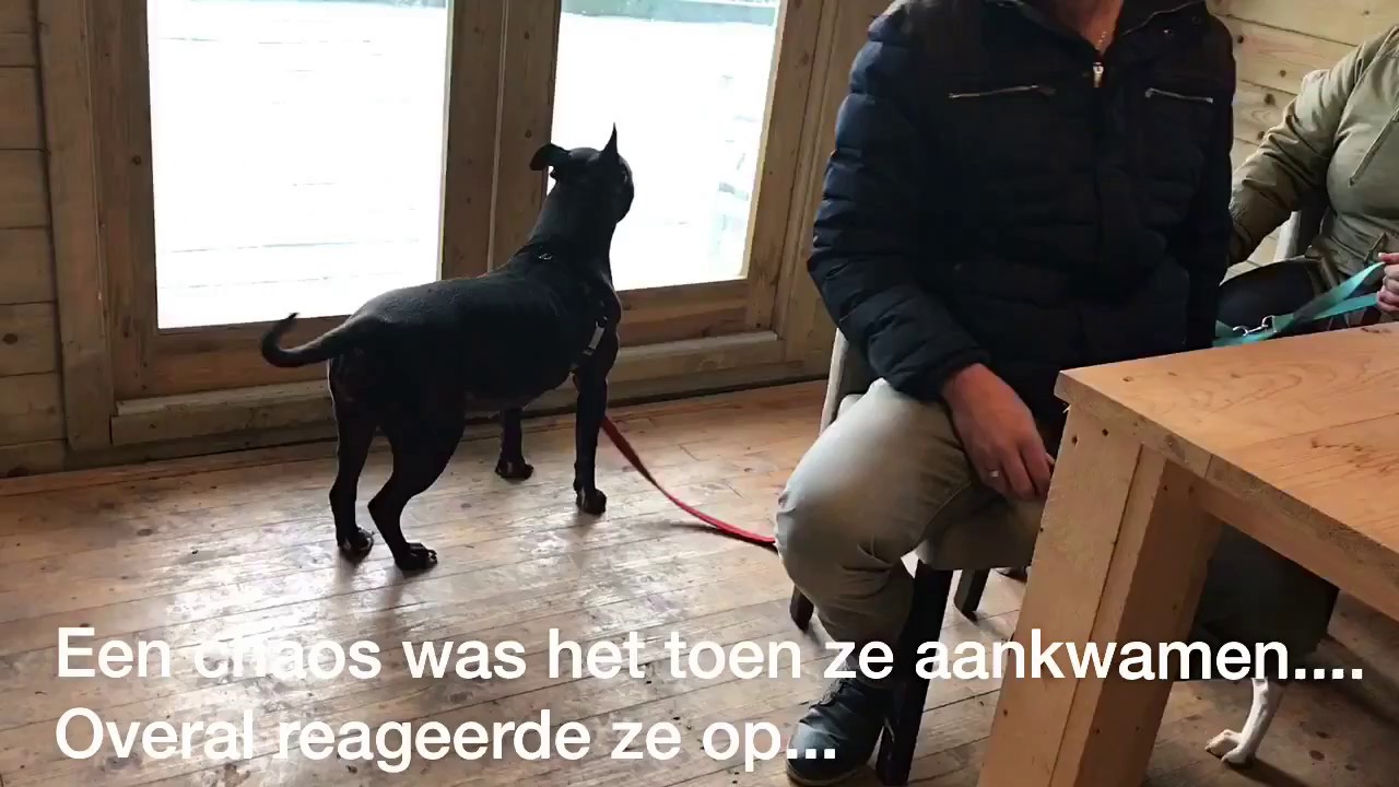 Anniek Winters hondengedragsdeskundige | Blaffende en uitvallende Staffords
