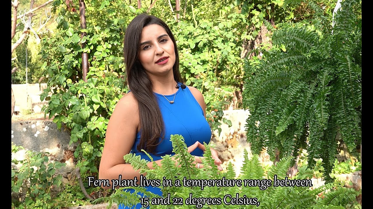 Fern or Fougère  نبتة السرخس أو الخنشار، أهميتها وكيفية العناية بها