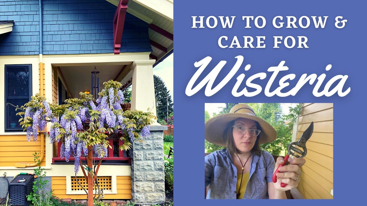 All About Wisteria: Growing, Cautions, Summer Pruning this Beautiful Behemoth