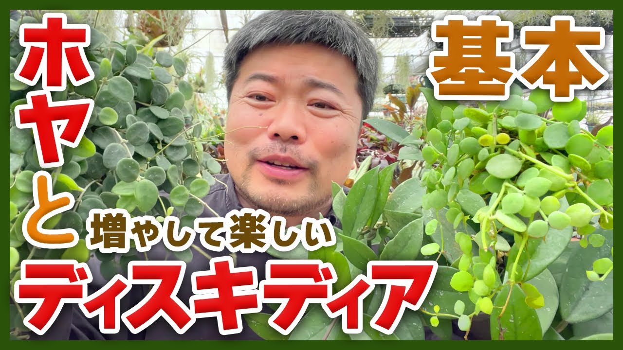 【吊るせる熱帯植物】ホヤとディスキディアの増やし方