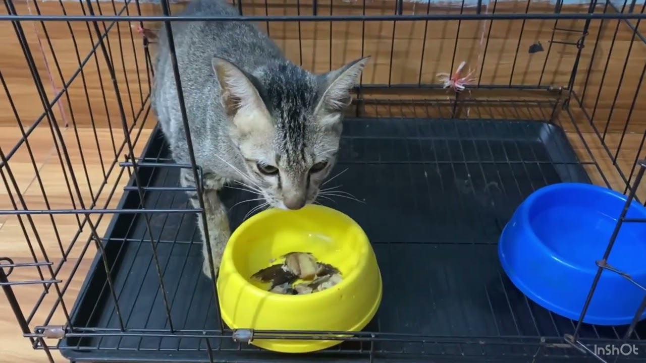 cat can eat food after 3 days treatment