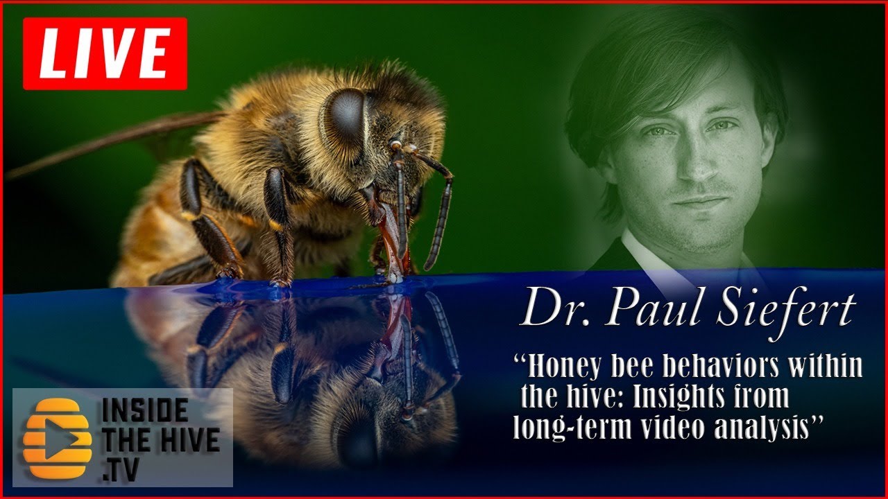 Apis mellifera HONEY BEE behaviors within the hive: Dr. Paul Siefert