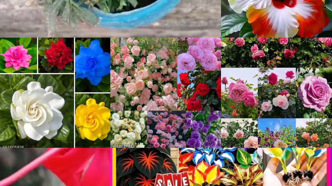 Classic Flower's #trending #ytshorts Flowers#youtube 