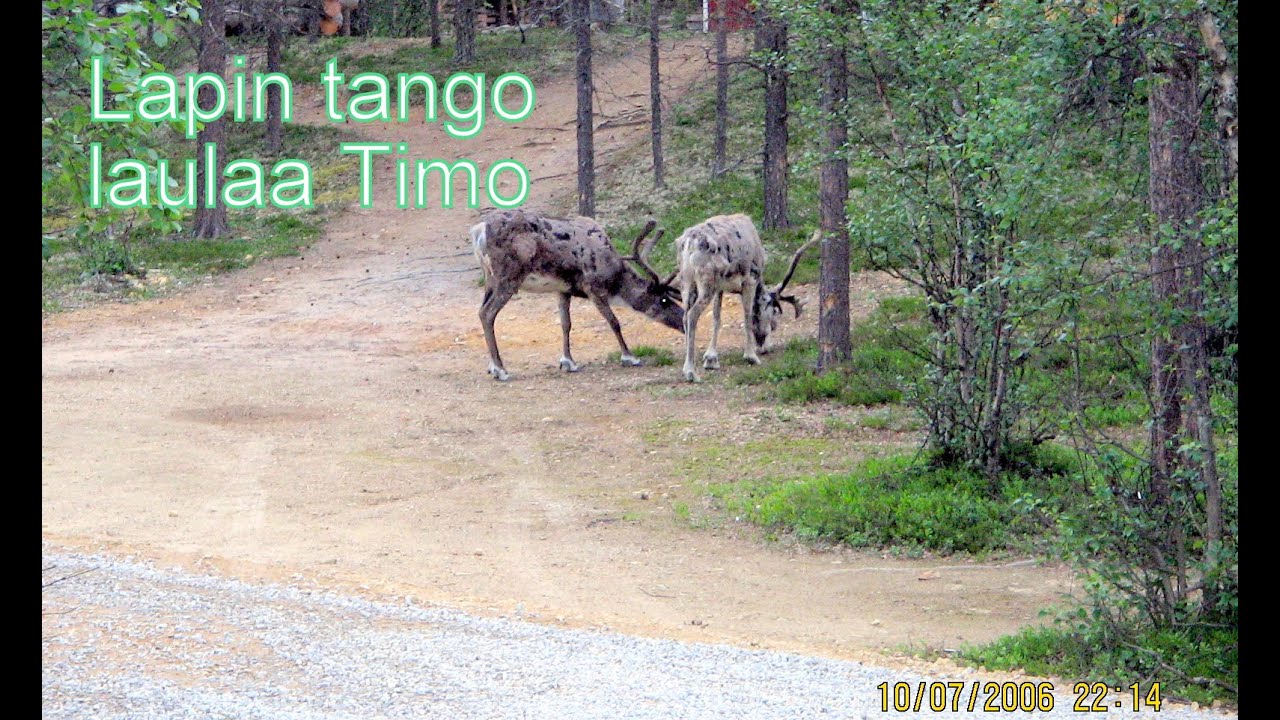 Lapin tango - laulaa Timo