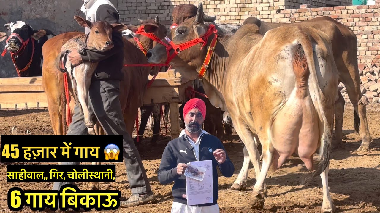 45 हज़ार में गाय ॥ साहीवाल,गिर,6 गाय बिकाऊ ॥ Aujla dairy farm #cow #rajusirsa 