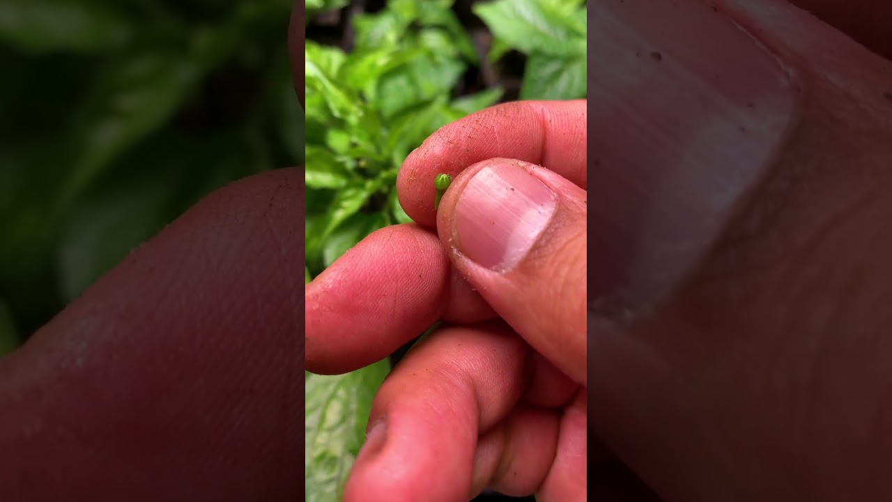 The Pepper Growth Timeline: How to successfully grow productive pepper plant