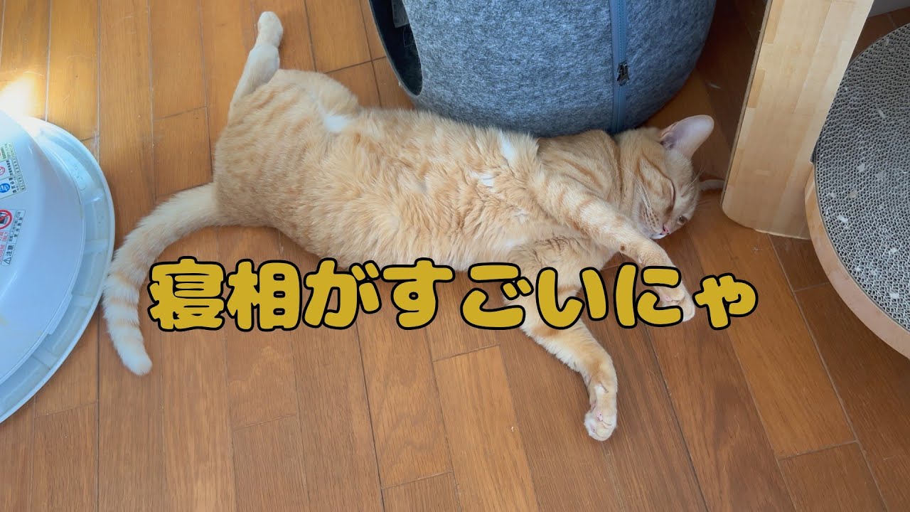 【保護猫】🐈猫って軟体動物ですにゃ🐈の巻【にゃんこ日和】【rescued cat】
