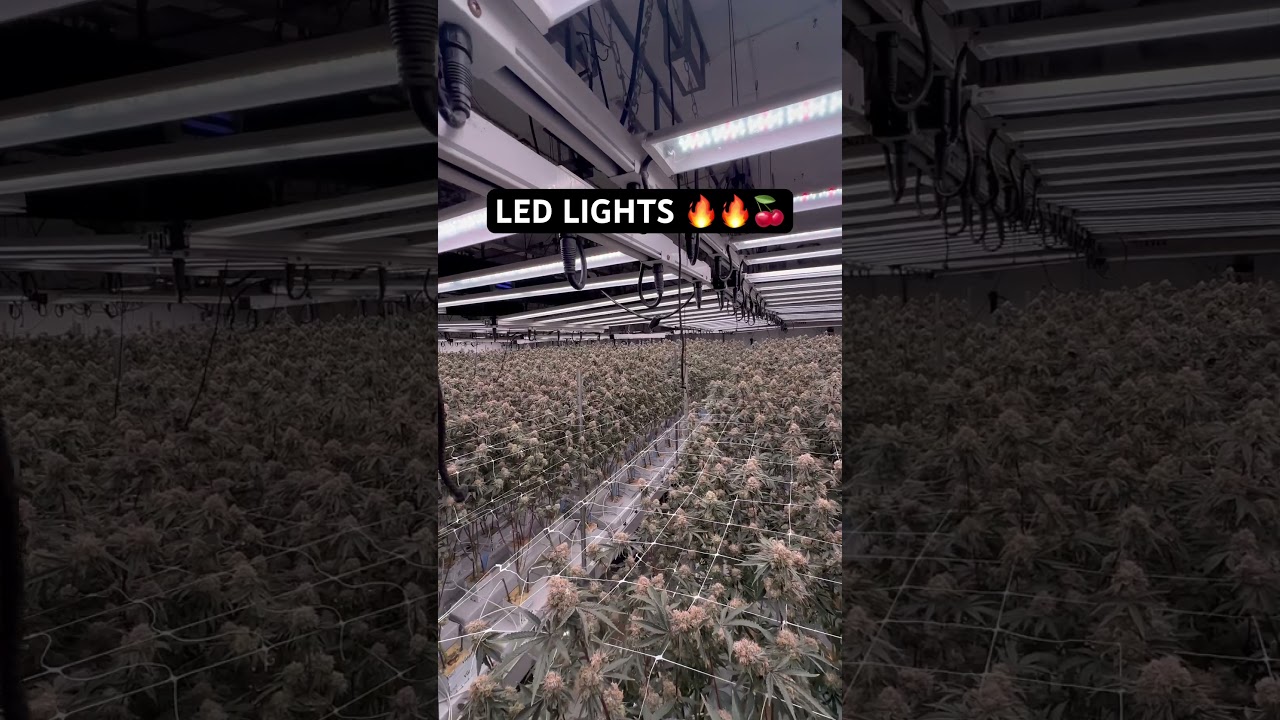 Indoor#grow#hydroponics #weedgram #cannabis #420 #budzzdrip710_#thc