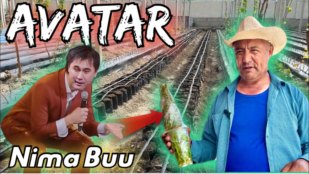 Payvand qilish vaqti keldi. Siz ahtargan Avatar koʻchatlari va koʻk payvand uchun qalamchalar.