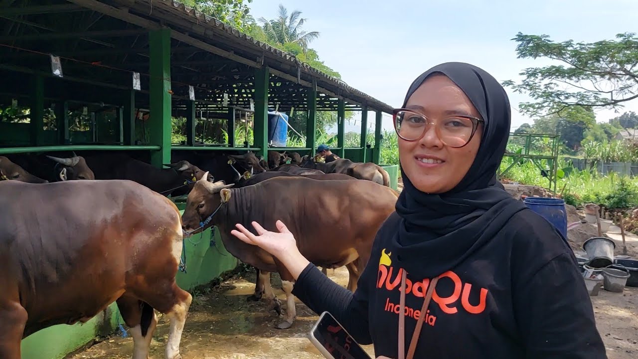 HARGA SAPI BALI TERBARU DI KANDANG NUSA FARM CISEENG