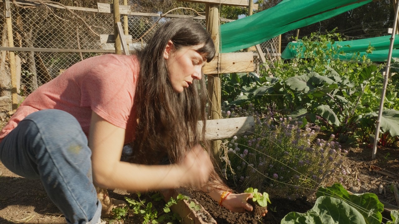 Se siente ! Primavera eres tú?🌻💚📣 (#UnaSiembraDiaria ) Siembra de Ruibarbo y Algarrobos