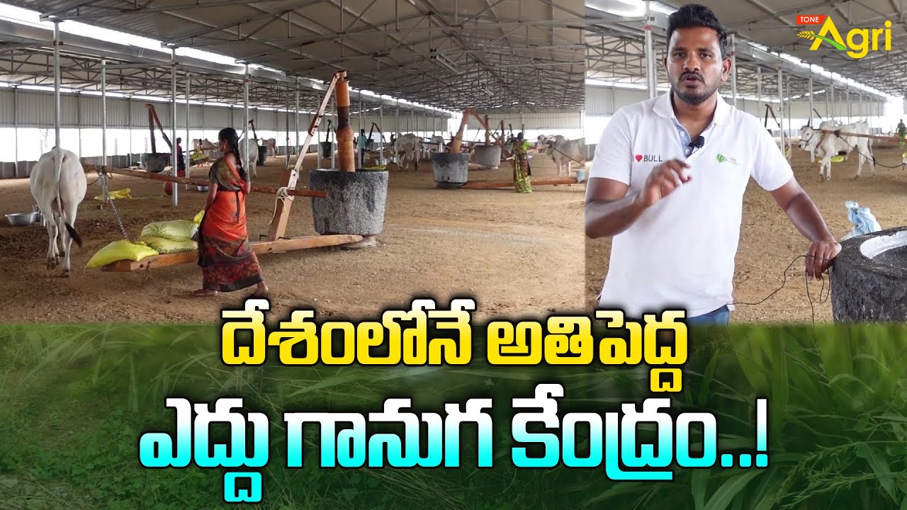 Eddu Ganuga Nune | Pure Cold Pressed Oil | దేశంలోనే అతిపెద్ద ఎద్దు గానుగ కేంద్రం..! Tone Agri