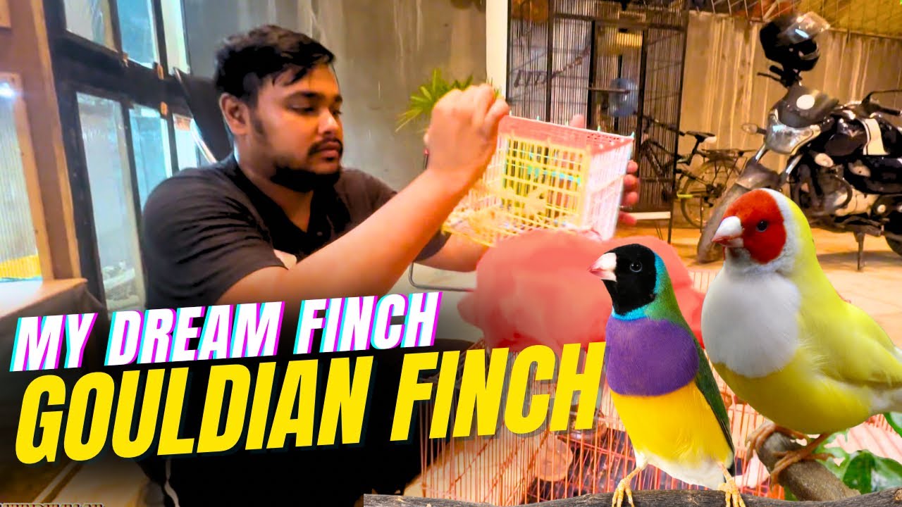 Gouldian Finch, My Dream Finch is in my Pet Family now 