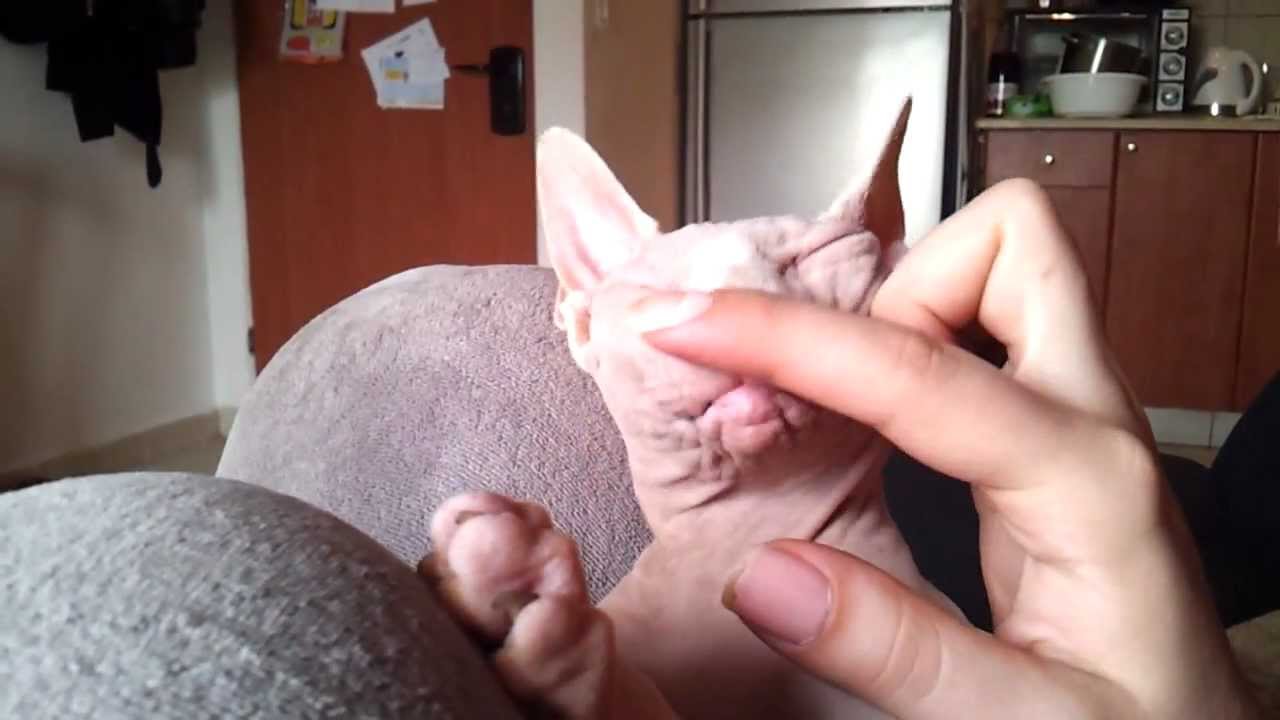 Sphynx cat loving