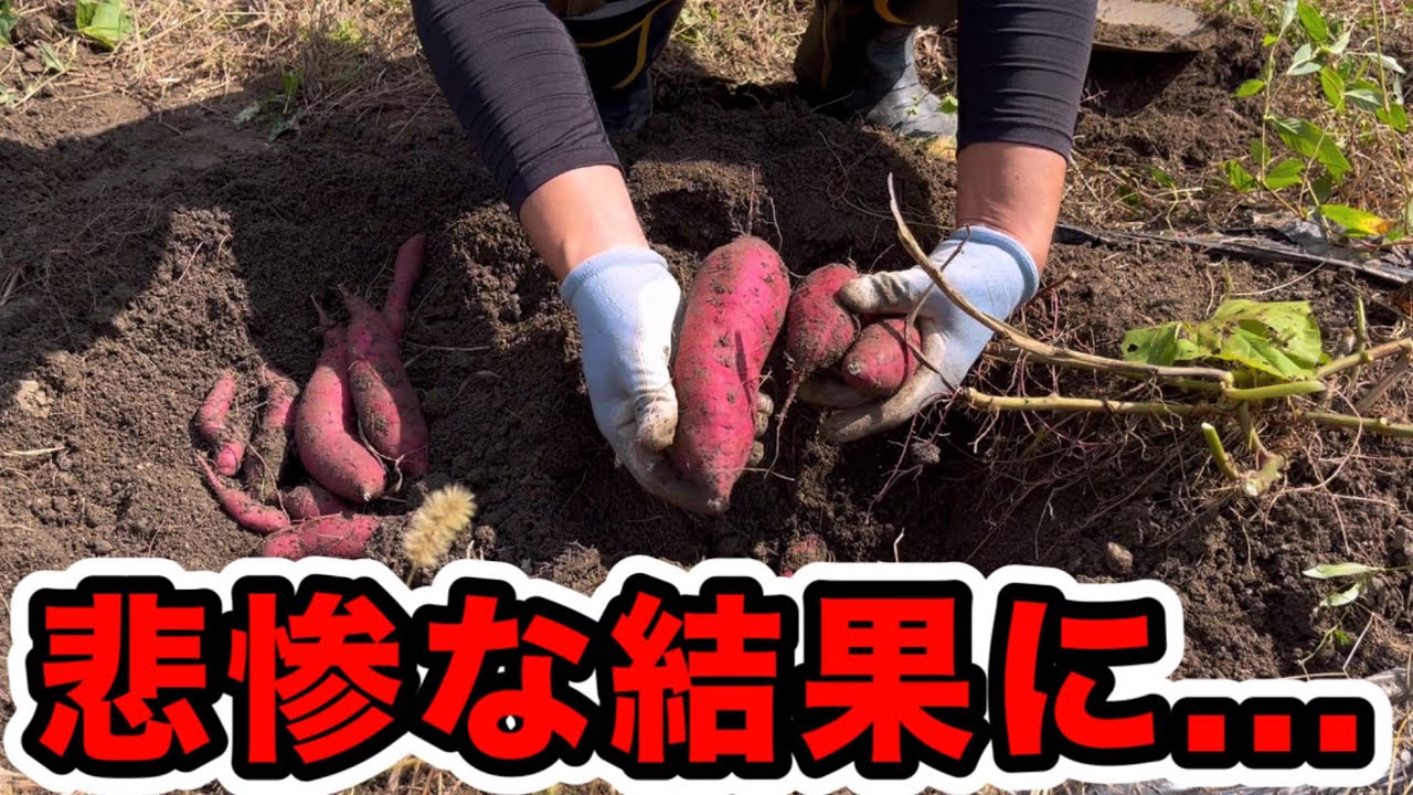 さつまいも収穫、大失敗！今年はこうなりました