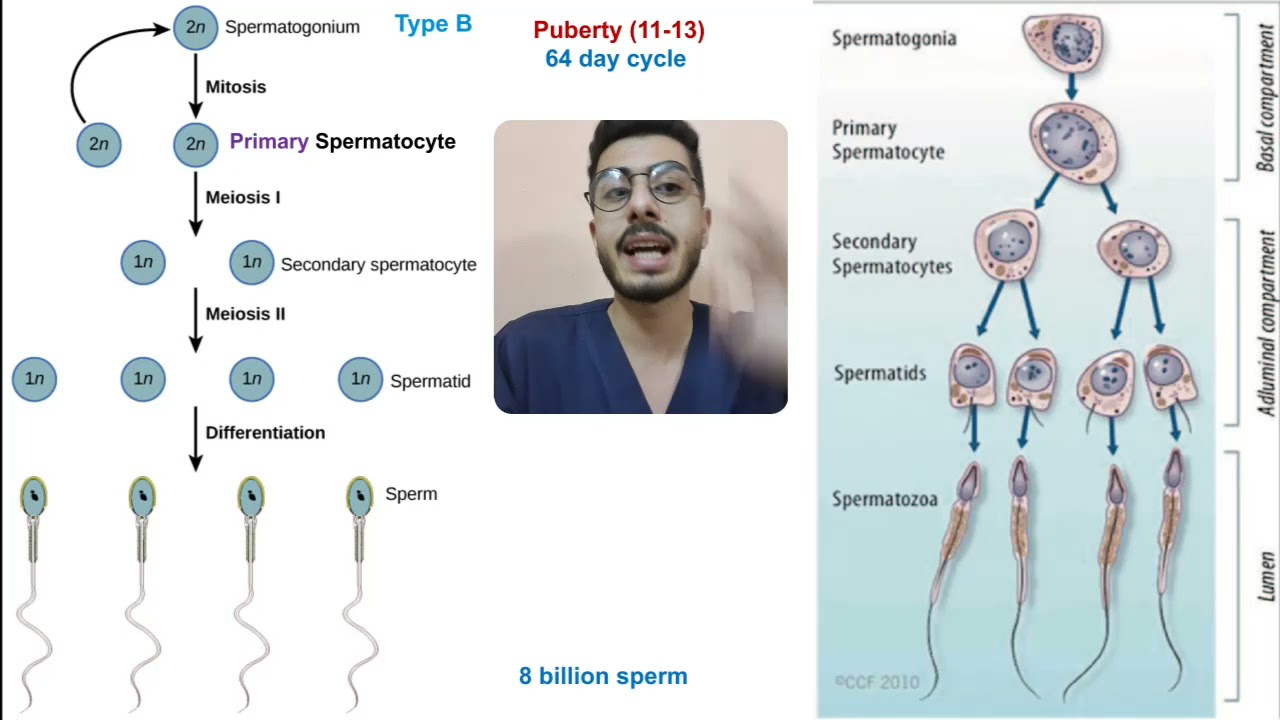 Embryo 2 Pre Fertilization Events gametogenesis p1