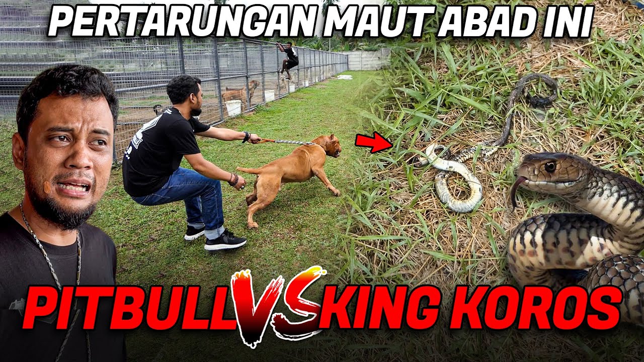 BERBURU COBRA SUMATERA ! KANDANG PITBULL SERING KEMASUKAN ULAR
