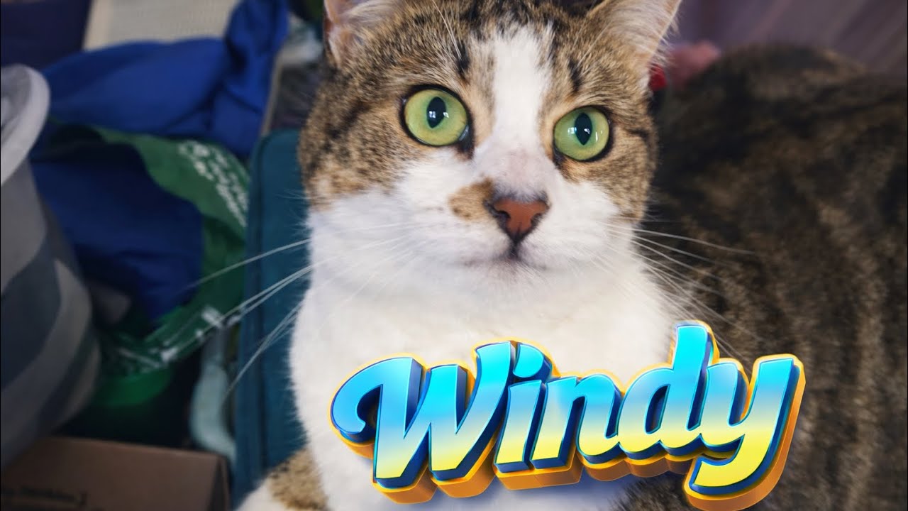 Meet Windy! 
