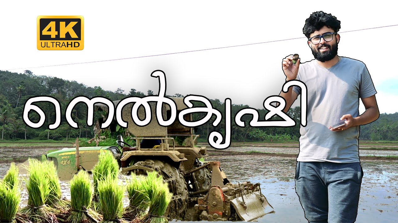 നെൽകൃഷി || Nelkrishy Complete Video || Kerala Village Traditional Agriculture || 4K