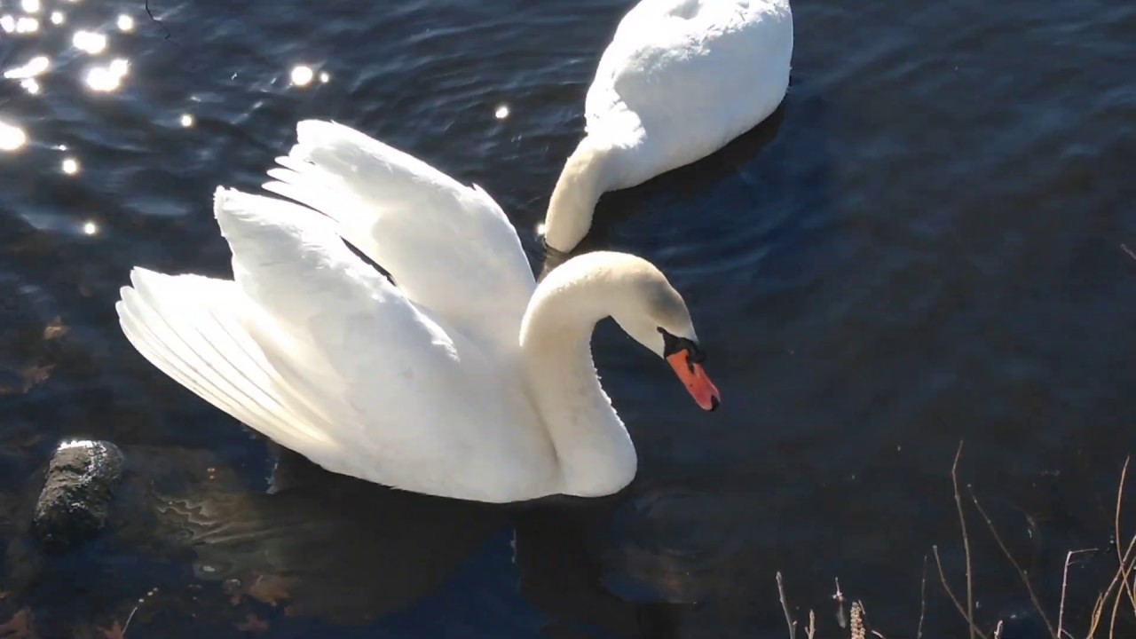 Mute swans foraging for corn until 2 swans flew into there territory