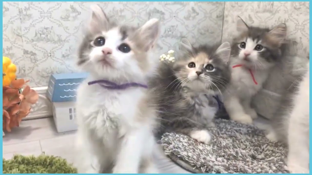 Coo&RIKU　No.00746726 ノルウェージャン・フォレストキャット