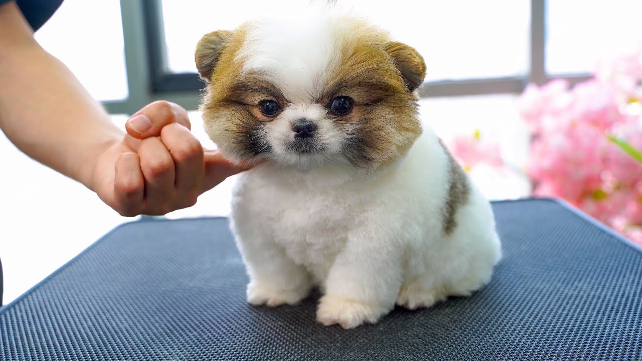 你是我遇到過的最可愛的混血小奶狗 ‖ Unbelievably Cute Cross Breed Puppy Ever ‖ Cute Dog Grooming ‖ pet groomer
