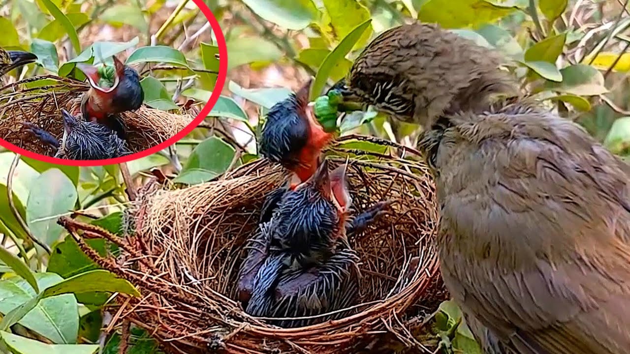 Streak eared bulbul chicks try to swallow a large blue worm that their mother has fed them, as if st