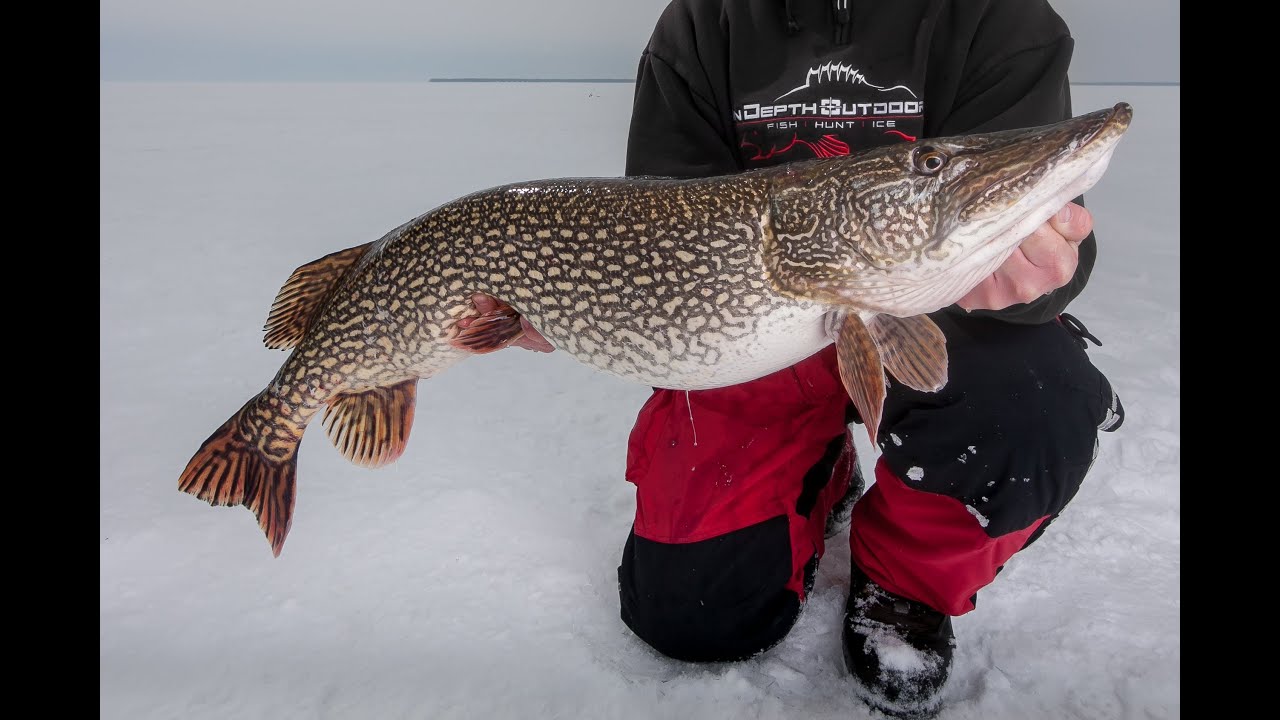 Giant Late Ice Pike on Lake of the Woods - In-Depth Outdoors TV Season 8, Episode 19