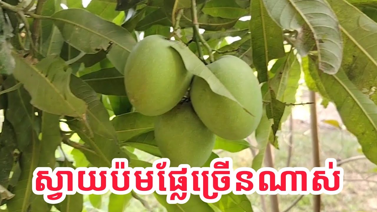 ស្វាយផ្លែច្រើន