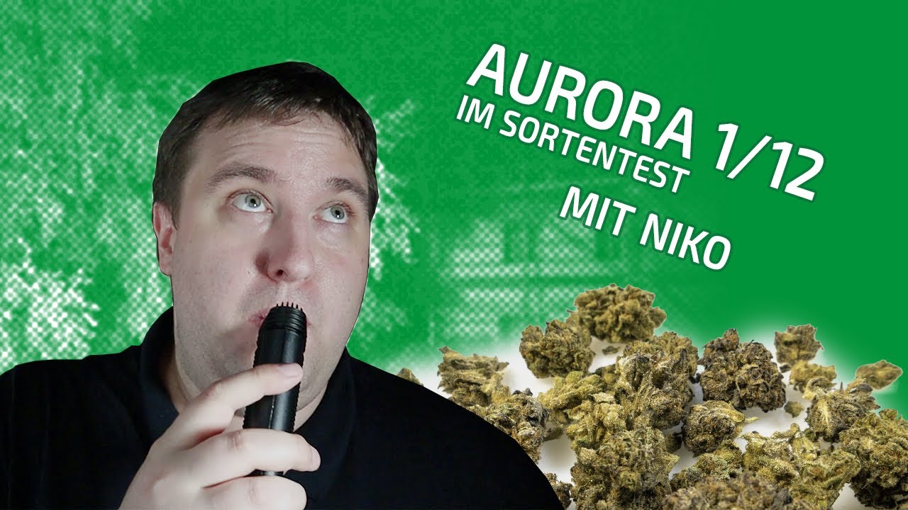 Sortentest ─ Aurora 1/12 ─ Fast nur CBD ─ Mit Niko