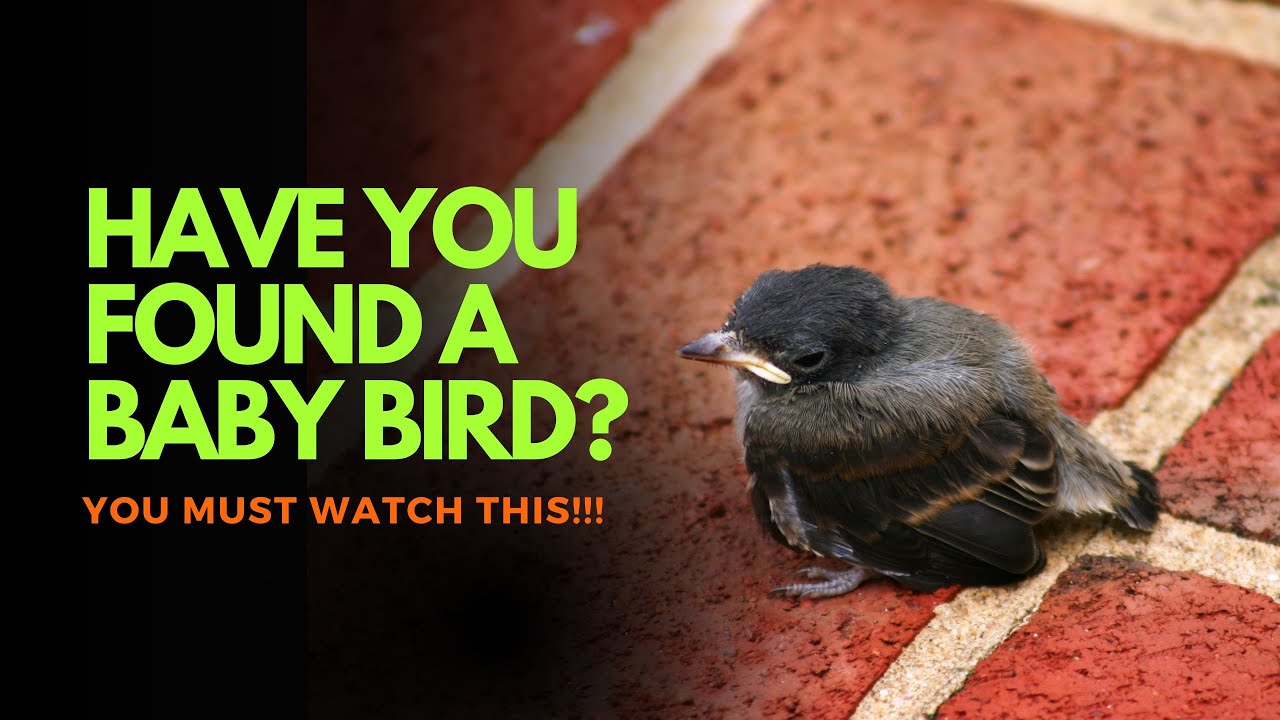 What to feed a baby bird - What Do Baby Birds Eat