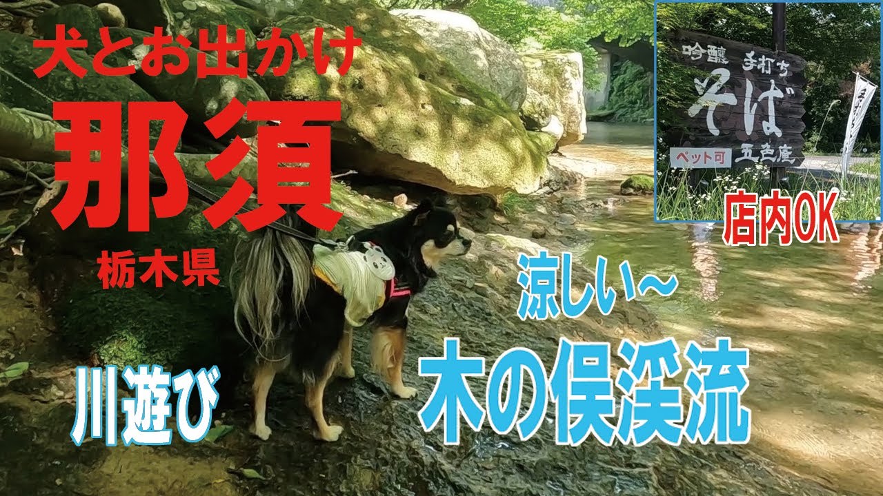 【犬と那須高原】「蕎麦工房 五色庵」店内犬OKで美味しいお蕎麦を食べて清流の木の俣渓流へ