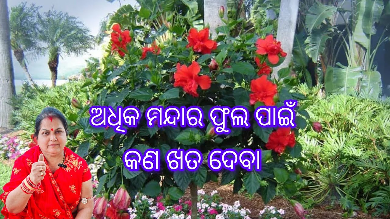ଅଧିକ ମନ୍ଦାର ଫୁଲ ପାଇଁ କଣ ଖତ ଦେବା /Hibiscus plant care 