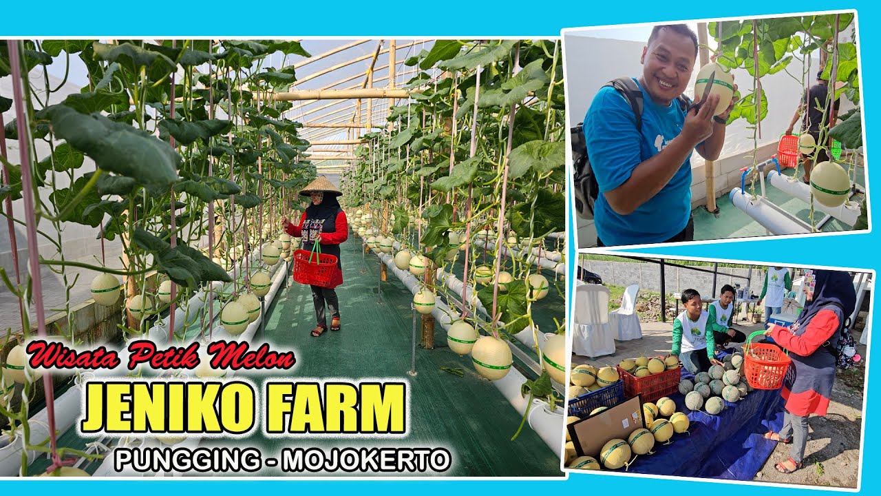 JENIKO FARM I Wisata Petik Melon di Pungging, Mojokerto I Tahun 2025