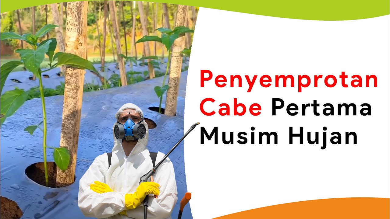 Penyemprotan Pertama Tanaman Cabe Musim Hujan