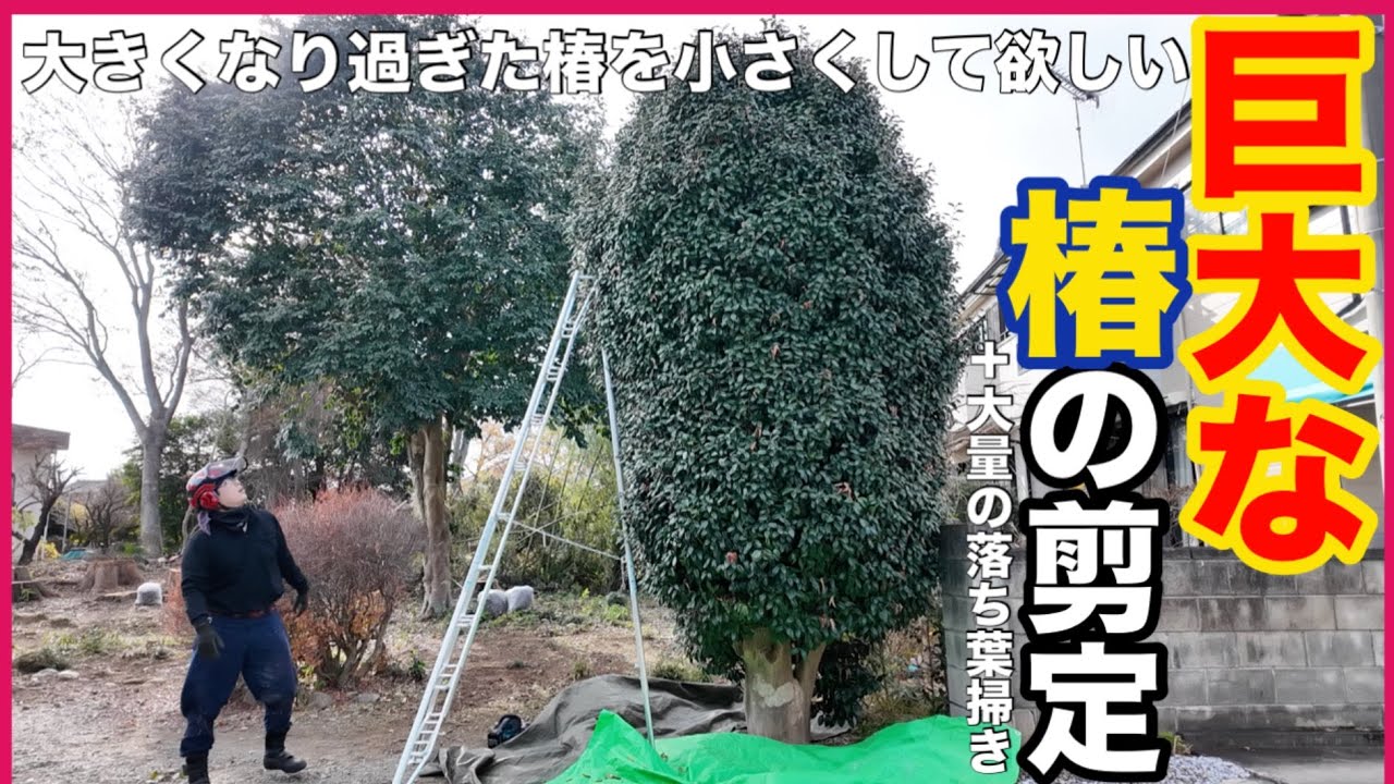 【仕事】巨大な椿の剪定　『大きくなりすぎた椿を小さくしてほしい！』 『根本から切ってほしい木がある』　『落ち葉掃きもしてほしい』お任せ下さい。しっかり作業致します！