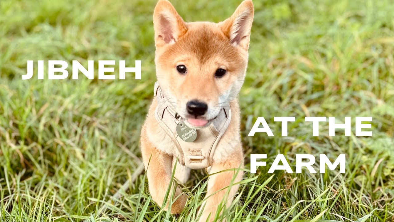 Shiba Inu 3 months socializing with farm animals