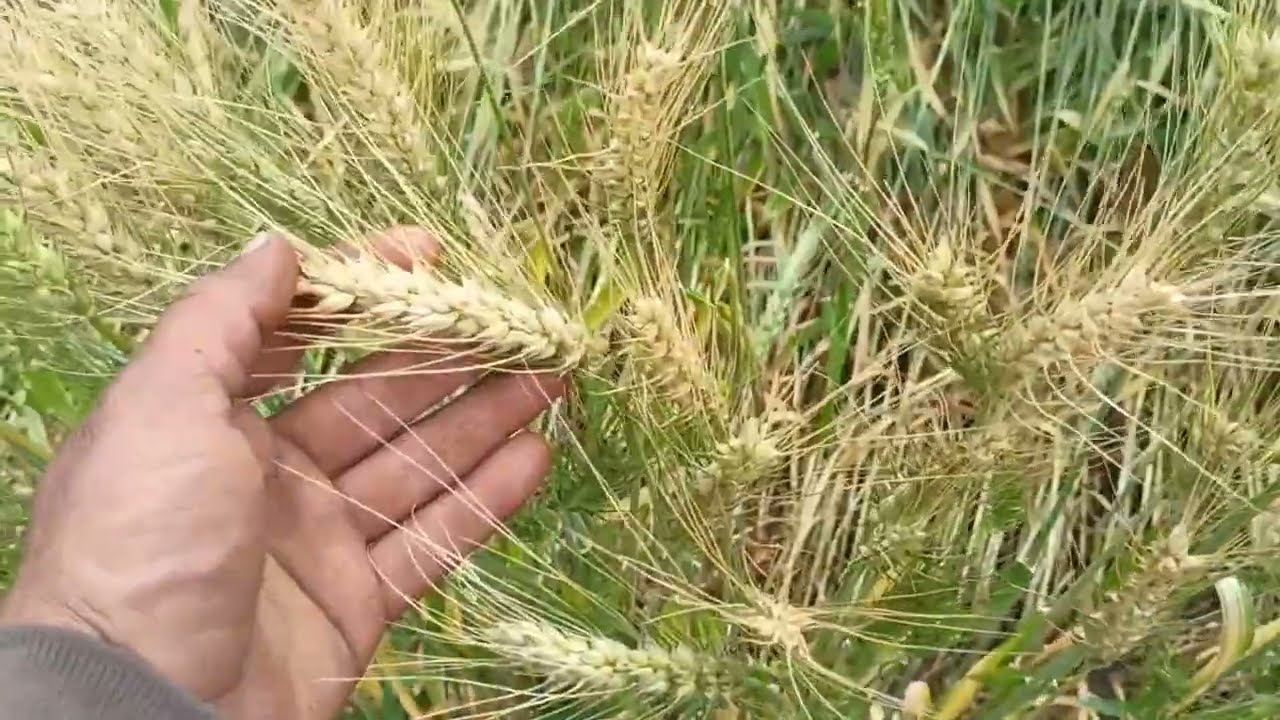 Gw513 गेहूं वैरायटी,एक उन्नत किस्में हैं जो कम सिंचाई में भी सर्वोत्तम उत्पादन देती है#गेहूं_वैरायटी