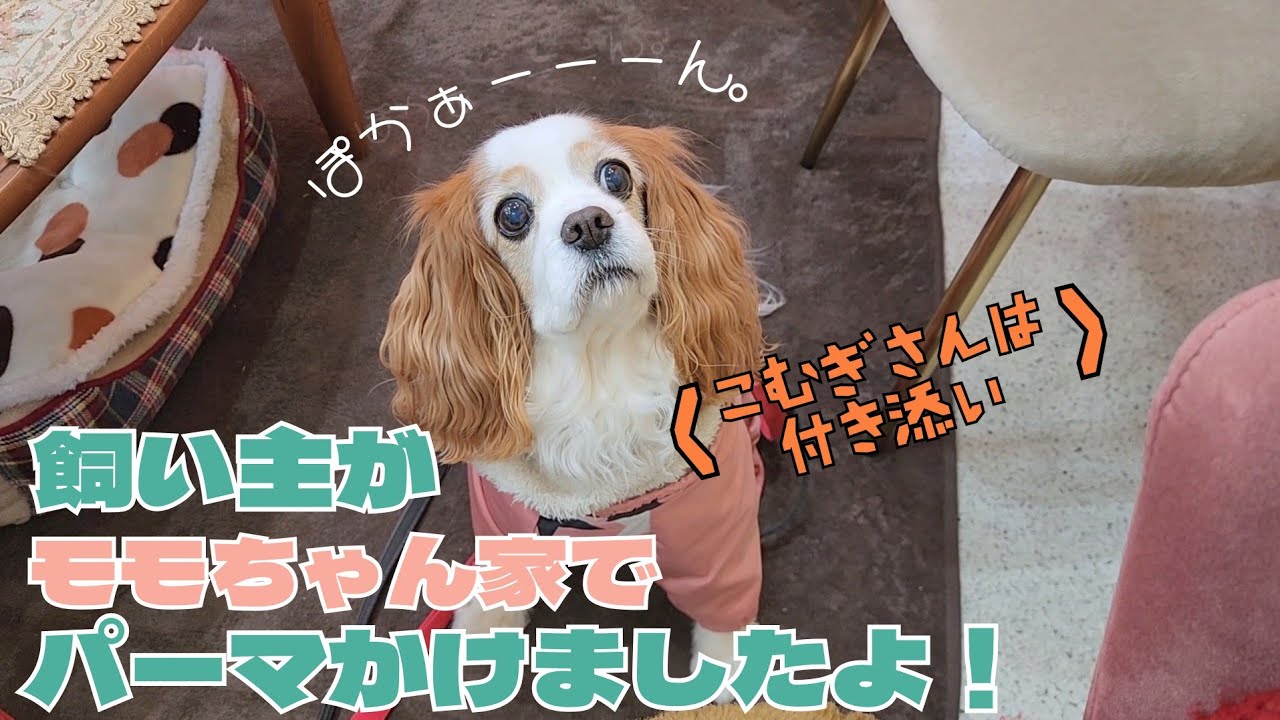 〈ちょっと遡って〉4月にモモちゃんのところで美容院にかかってきました♪（もちろん、飼い主が！ですよ）