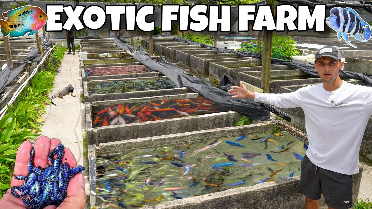 I Found A FISH BREEDING FARM With TONS Of EXOTIC FISH!! 