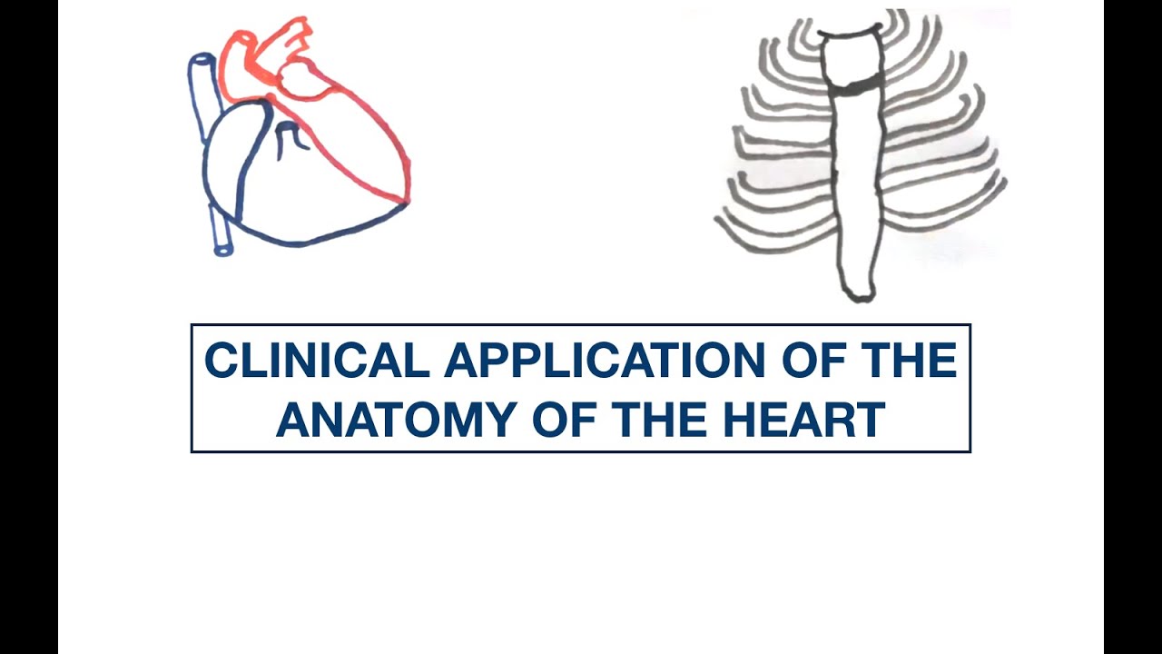 Anatomy of the Heart: Clinical correlation | Coronary artery branches | Penetrating Injury | MCQs