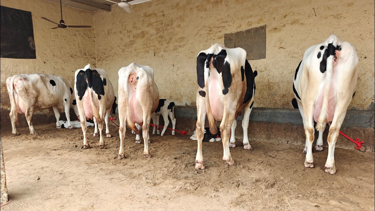 3 ਗਾਵਾਂ ਵਿਕਾਊ, 3 Cows For Sale