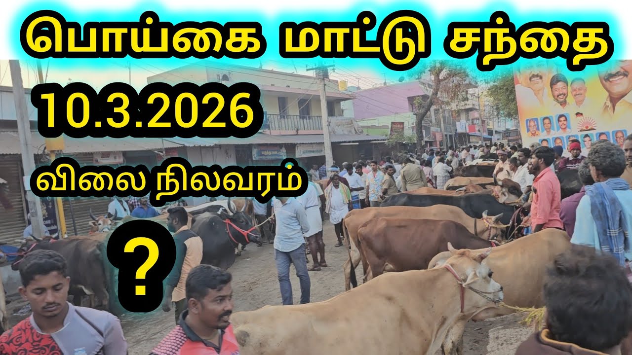 பொய்கை மாட்டு சந்தை இன்று 10.3.2026 விலை நிலவரம் #poigaimaatusanthai 