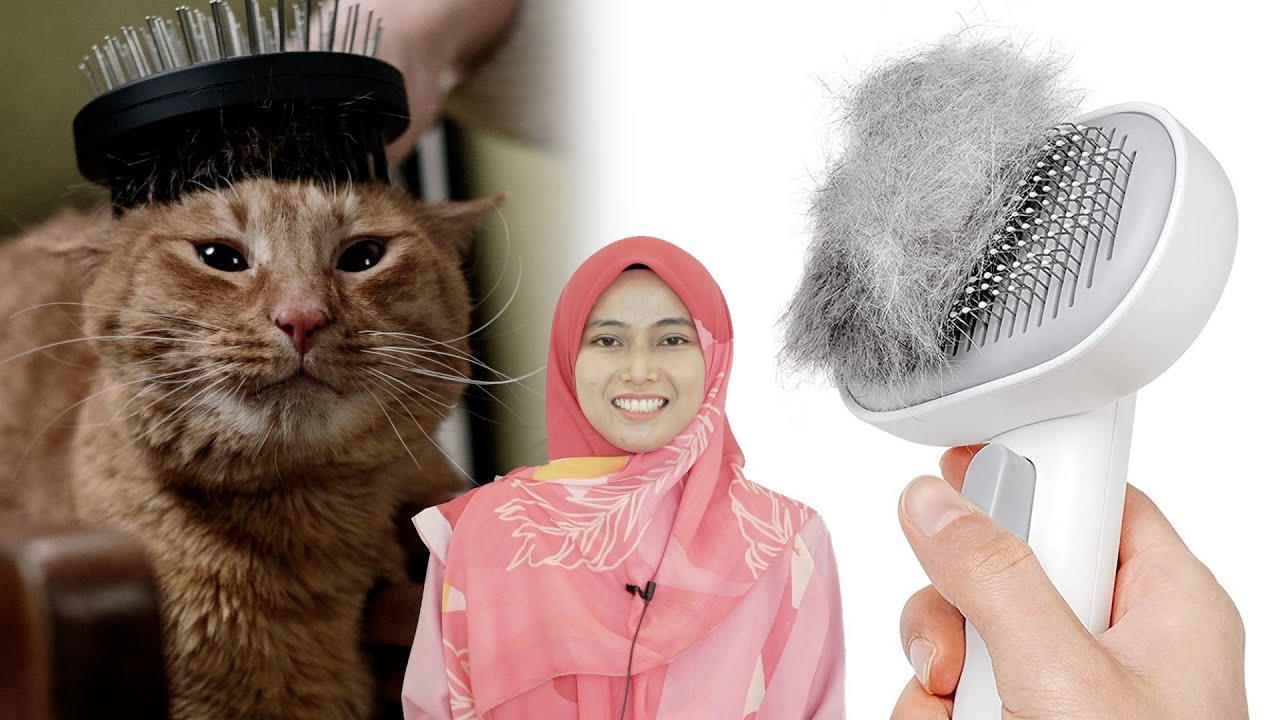 Sikatlah Kucingmu Walau Dia Tak Suka