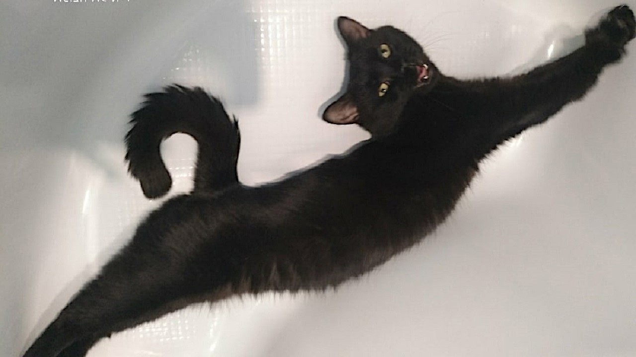 Unexpected cats