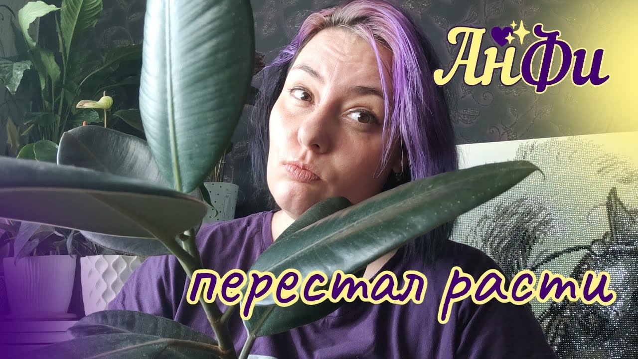 фикус Абиджан