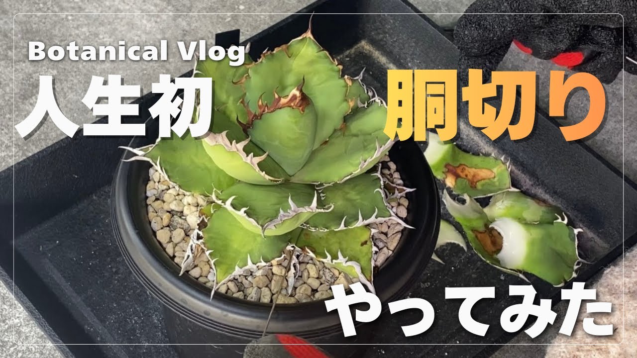 【アガベ胴切り】人生初の胴切りに挑戦！│植物好き夫婦のvlog