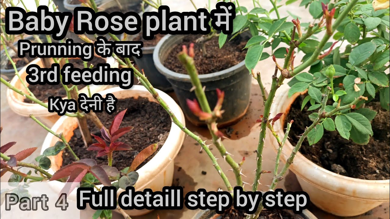Prunning के बाद 🌹 Baby Rose plant 🌹 में 3rd feeding kya और kaise दें,full detail in hindi।